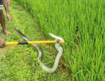ধানের জমিতে বিশালাকার অজগর, চাঞ্চল্য রাজনগরের জলাপাথরে